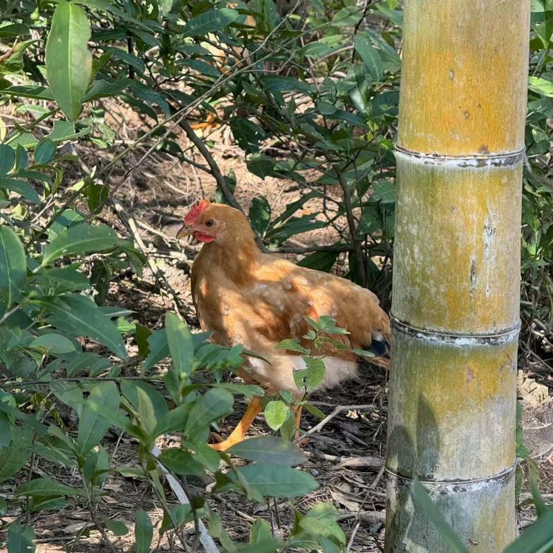 来自中国竹乡浙江安吉的竹林鸡