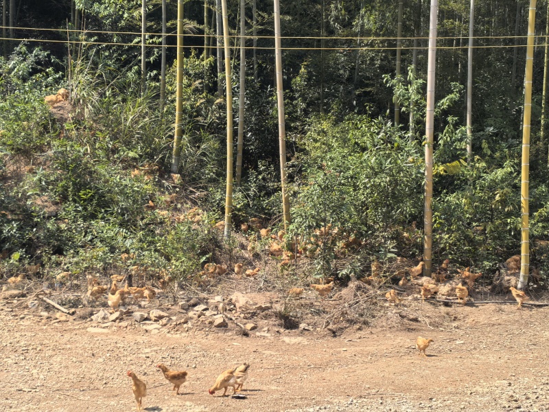 来自中国竹乡浙江安吉的竹林鸡
