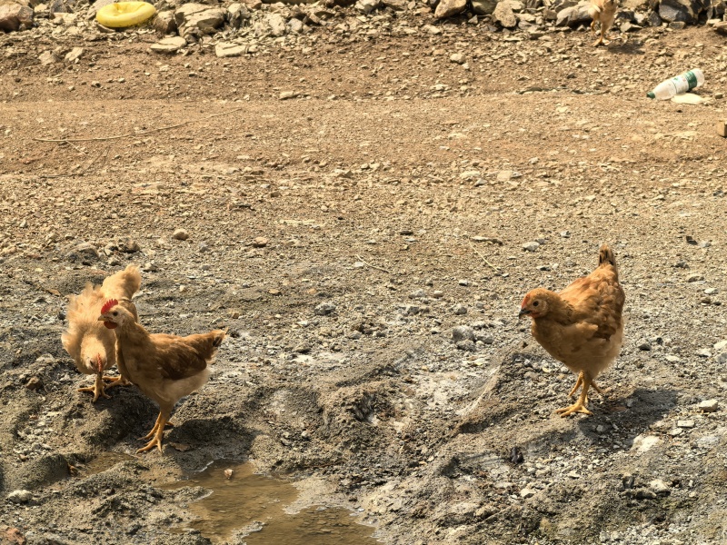 来自中国竹乡浙江安吉的竹林鸡