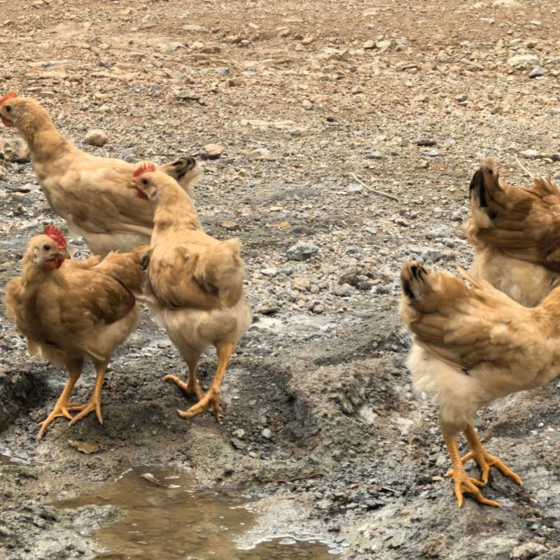 来自中国竹乡浙江安吉的竹林鸡