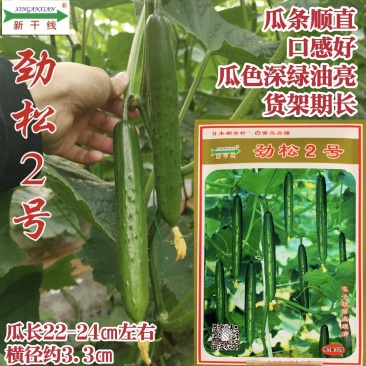 新干线黄瓜种子劲松2号黄瓜种子深绿油亮水果黄瓜种子耐寒