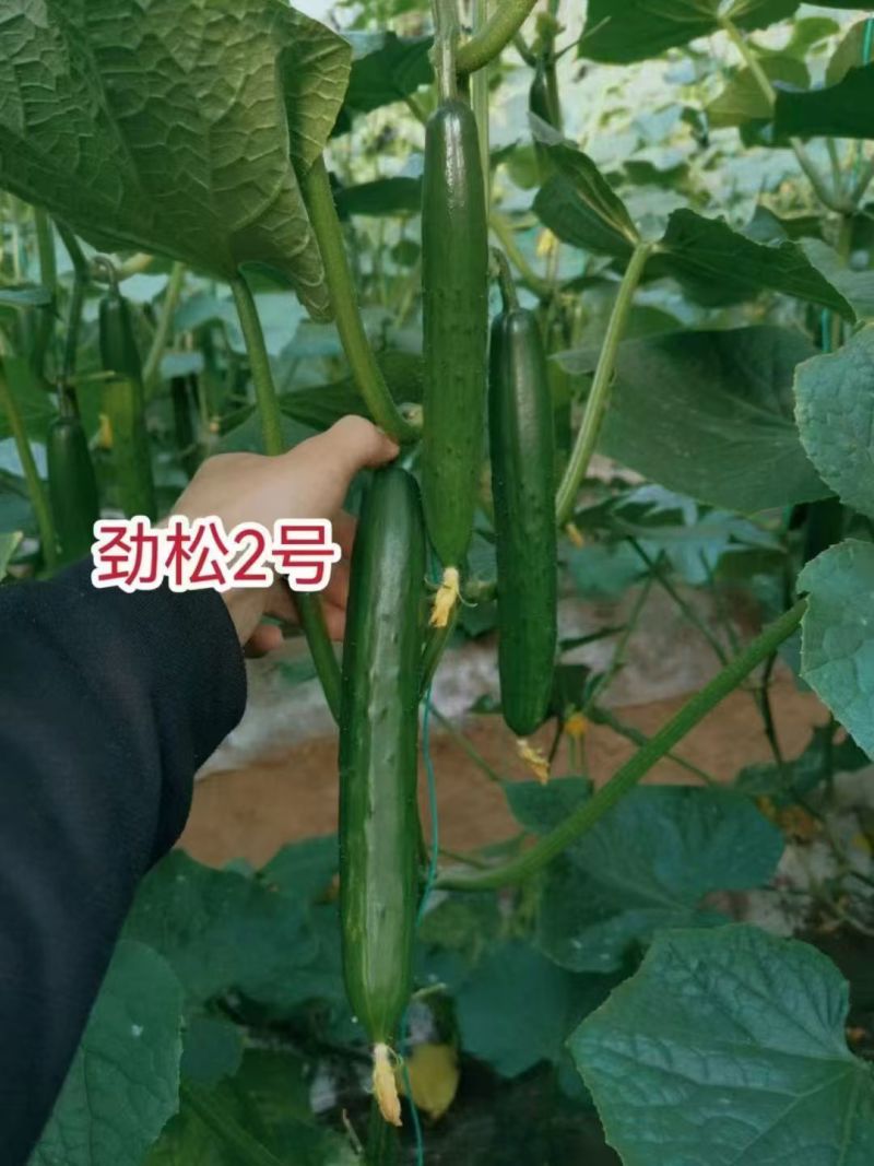 新干线黄瓜种子劲松2号黄瓜种子深绿油亮水果黄瓜种子耐寒