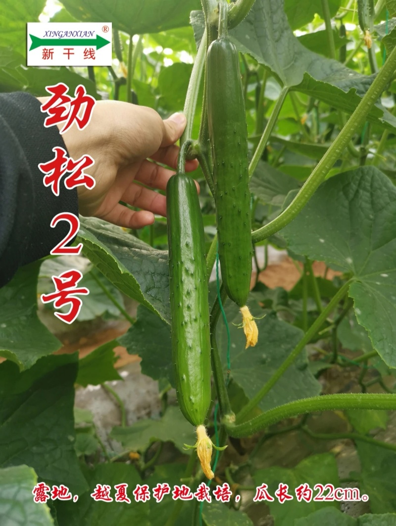 新干线黄瓜种子劲松2号黄瓜种子深绿油亮水果黄瓜种子耐寒
