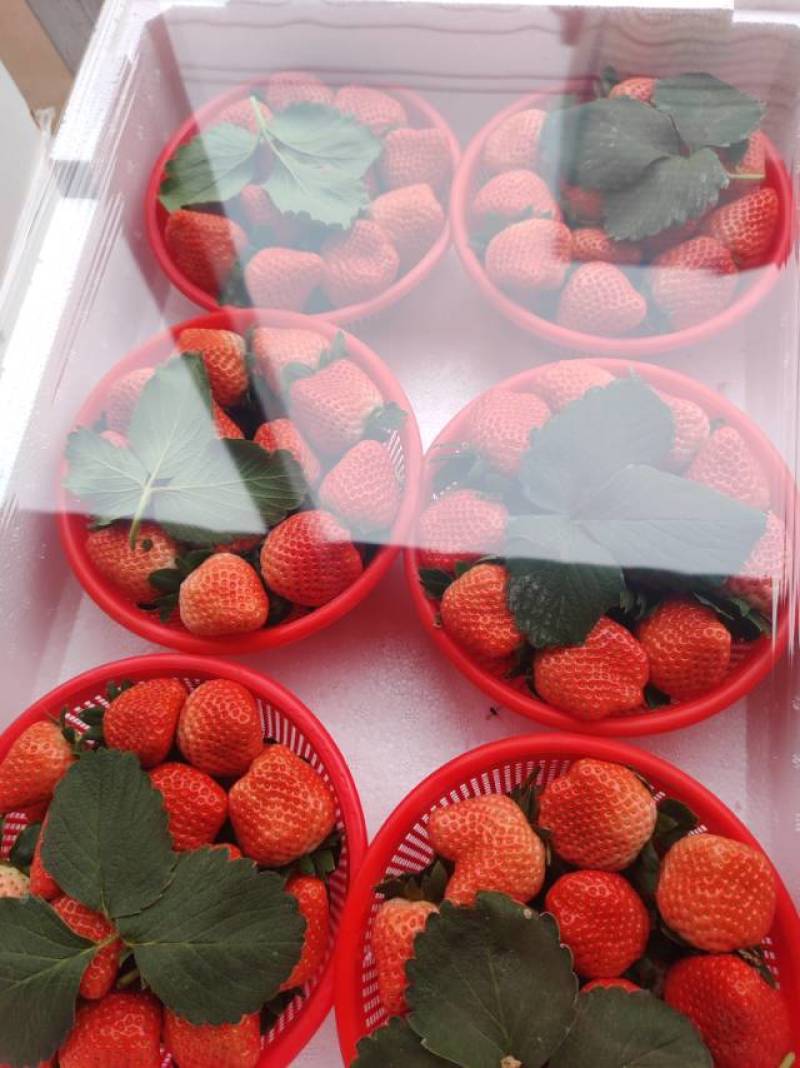 精品草莓一手货源