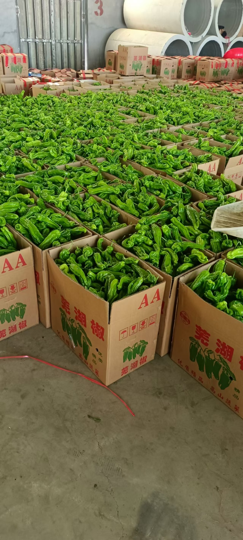 精品螺丝椒大量上市中，货源充足，价格不高有需要老板联系