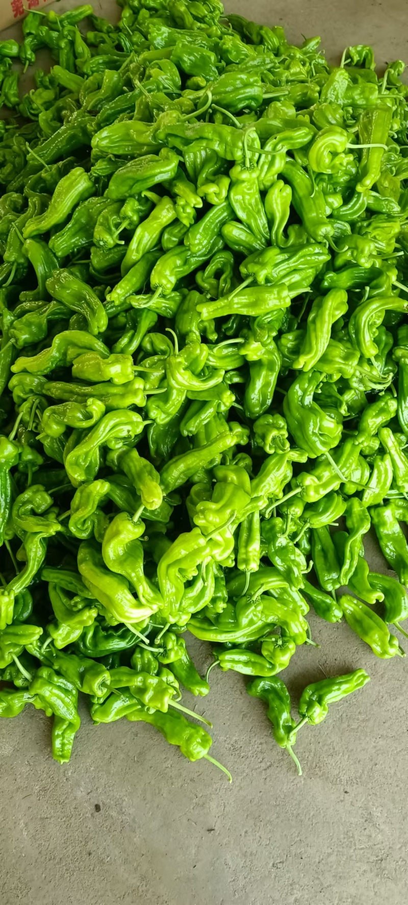 精品螺丝椒大量上市中，货源充足，价格不高有需要老板联系