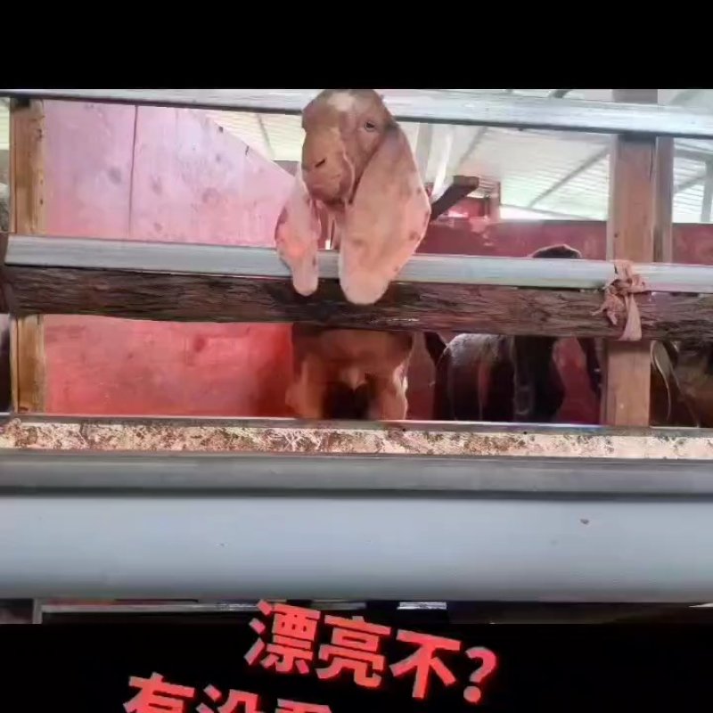 努比亚长耳羊种羊农家自繁自养诚信经营