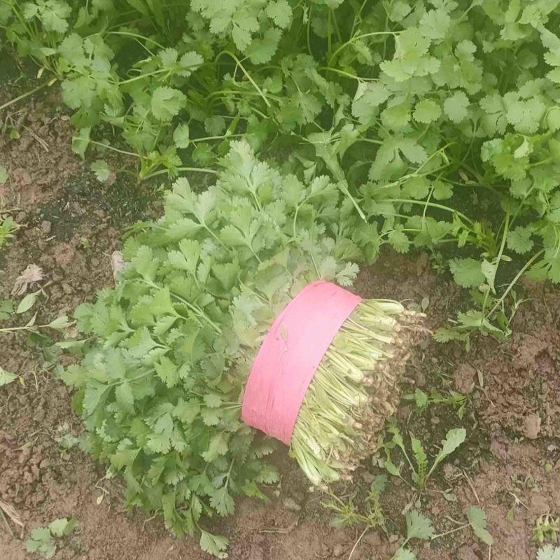 香菜大叶香菜基地供应量大质优价格优惠一手货源