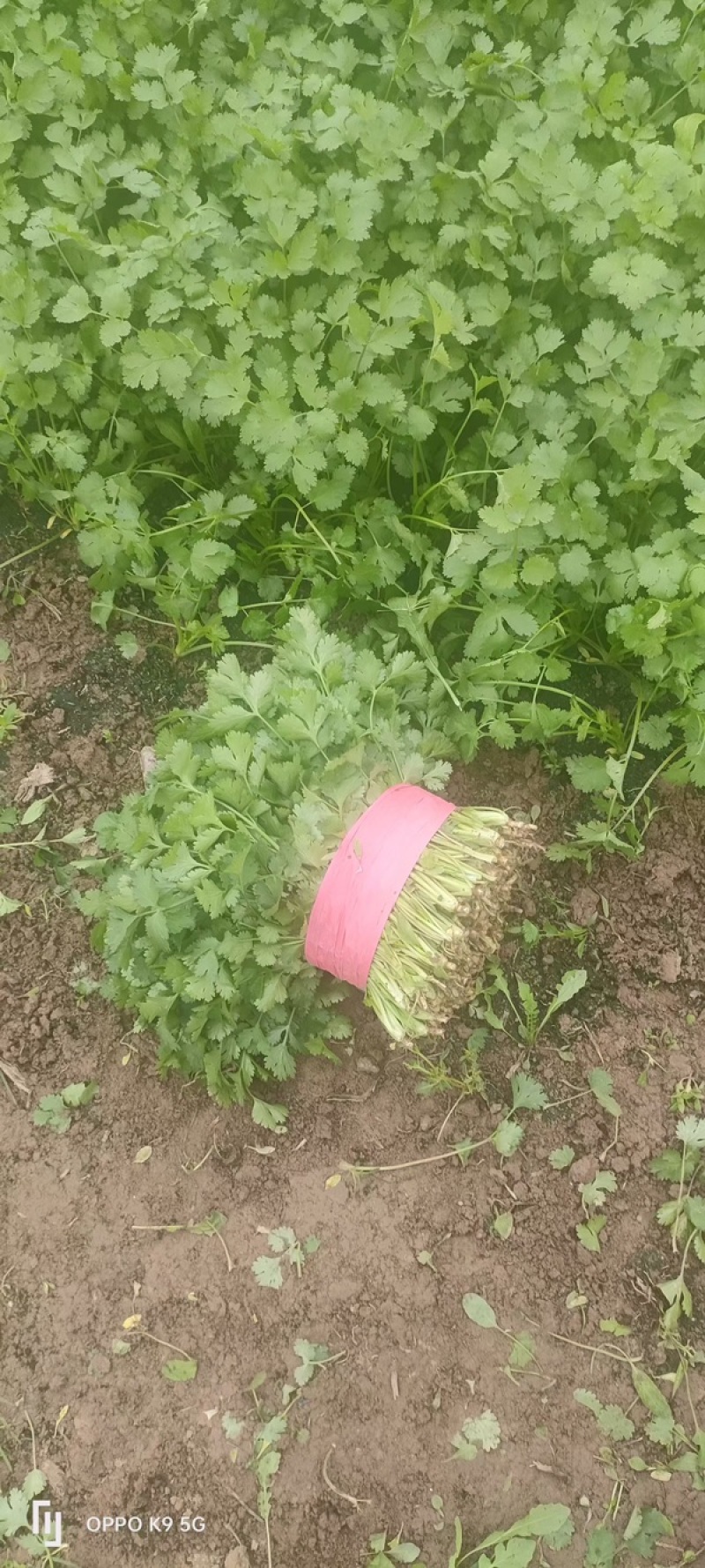香菜大叶香菜基地供应量大质优价格优惠一手货源