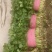 香菜大叶香菜基地供应量大质优价格优惠一手货源
