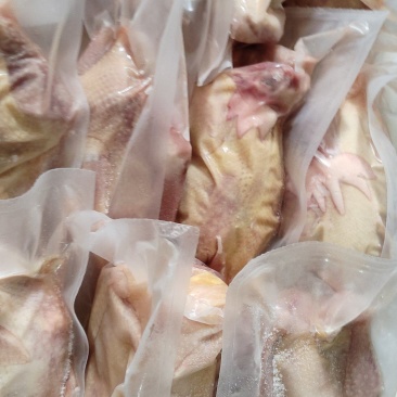 真空回填老母鸡