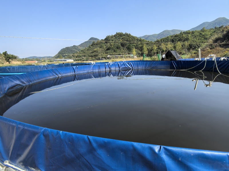 淡水养殖黑鱼