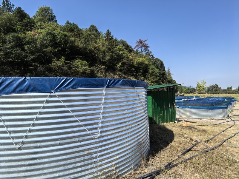 淡水养殖黑鱼
