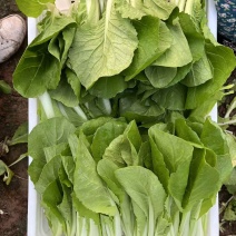 商丘小白菜新鲜上市货源充足基地一手货源大量批发