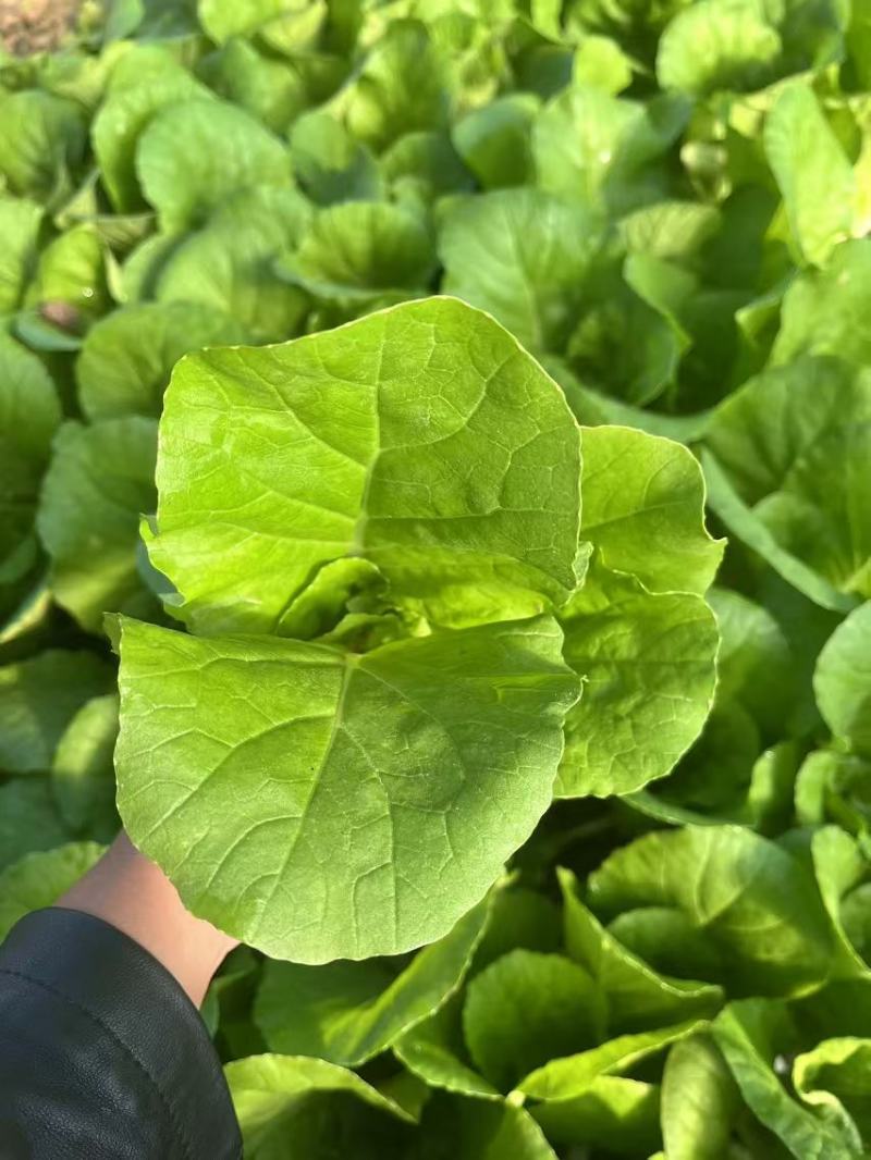 商丘小白菜新鲜上市货源充足基地一手货源大量批发