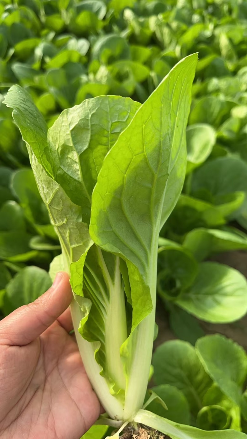 商丘小白菜新鲜上市货源充足基地一手货源大量批发