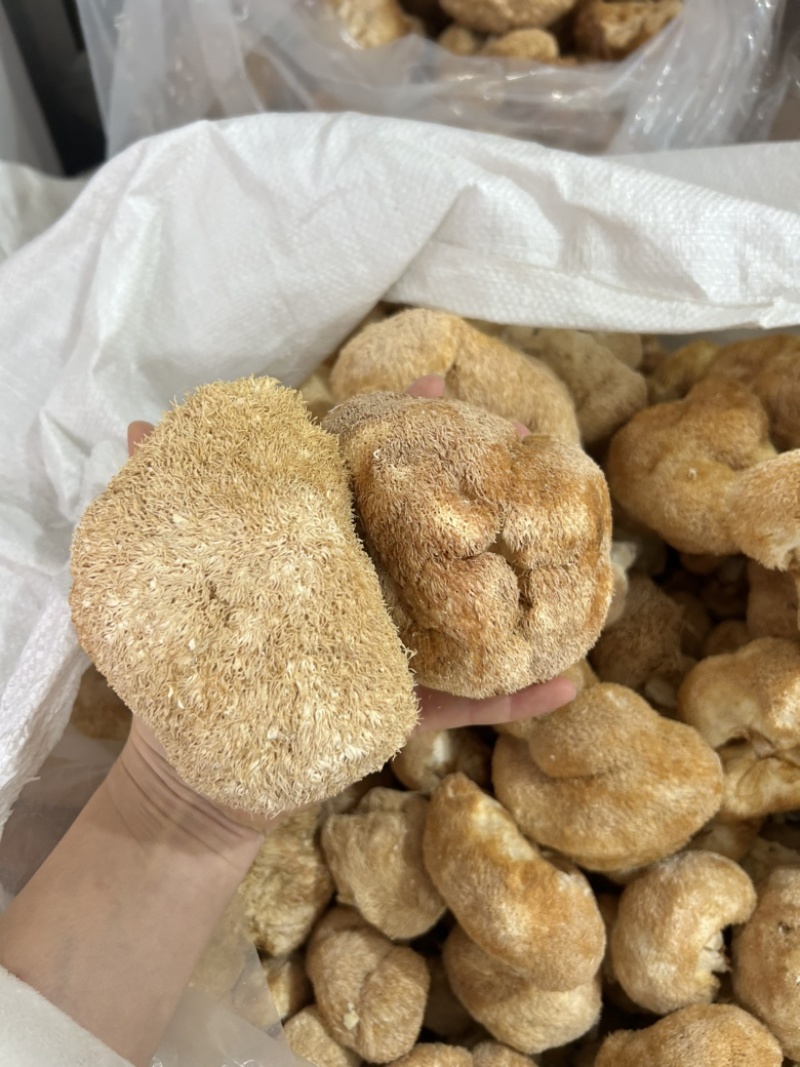 【当季新货】猴头菇干货农家猴头菇菌菇煲汤大货批发