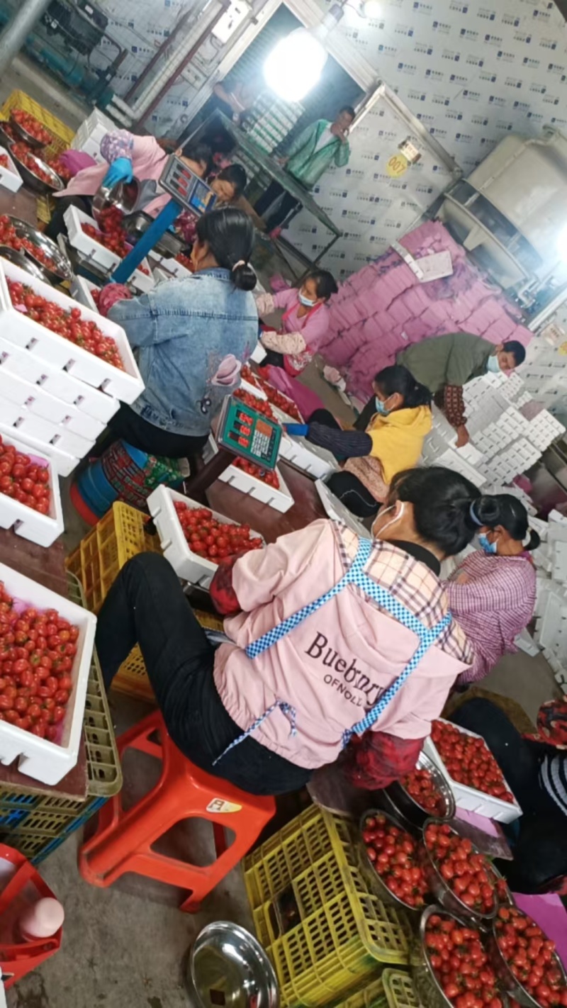 圣女果