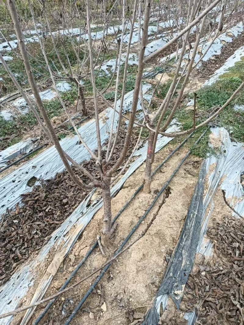 车厘子树苗价格，车厘子树苗规格全，结果早视频看货