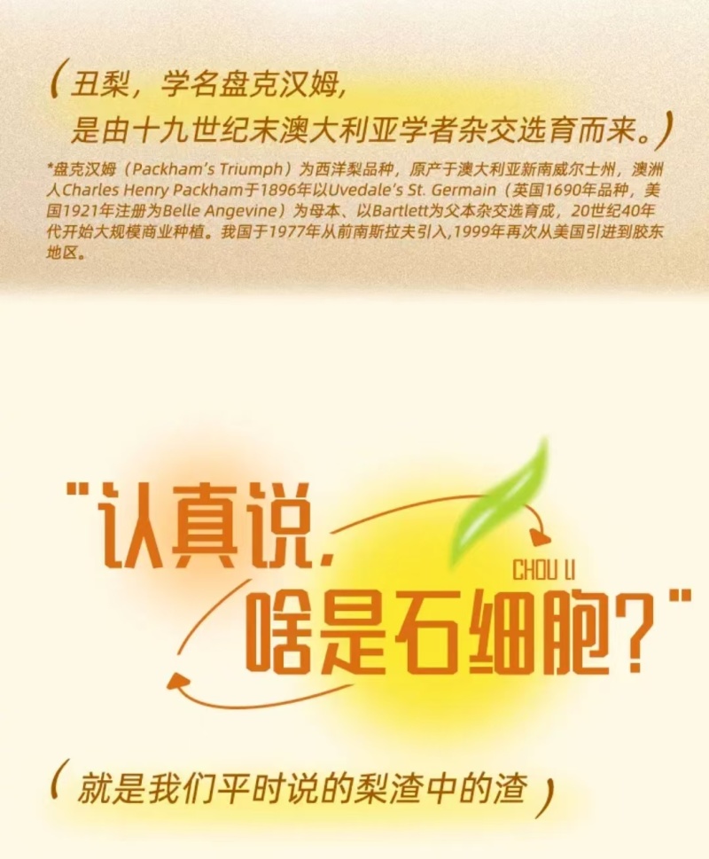 【一件代发】烟台冰激凌蜜香丑梨一件代发福手梨香甜软糯包邮