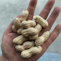花豫25精选花生果量大从优诚信经营欢迎咨询