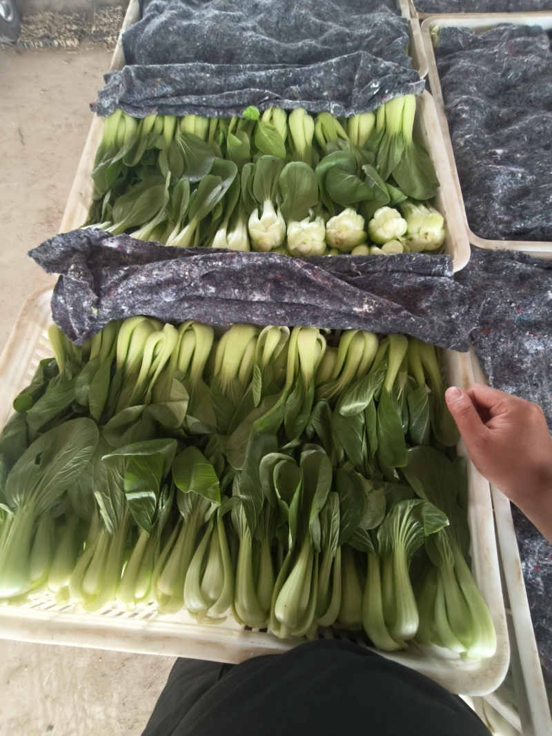 山东临沂郯城精品上海青大量有货供应中，质量很好欢迎采购