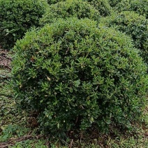 海桐球