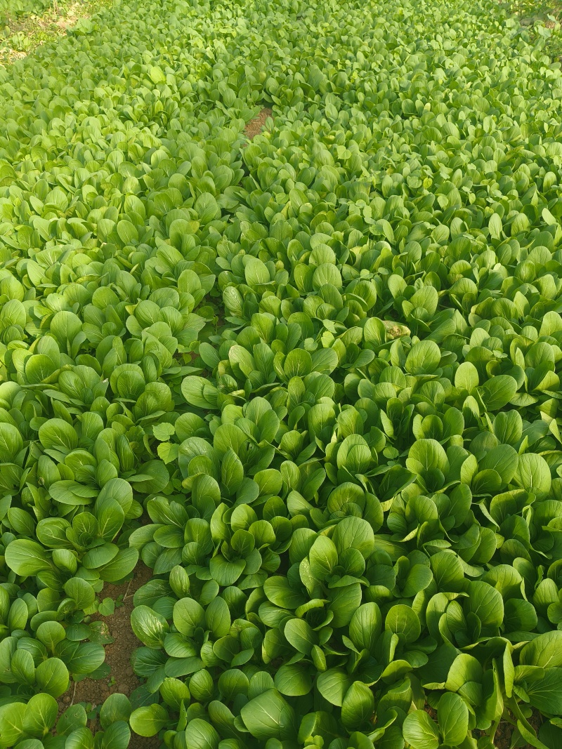 山东临沂郯城精品上海青大量有货供应中，质量很好欢迎采购