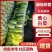 山东临沂郯城精品黄心白菜大量有货供应，质量好，欢迎采购