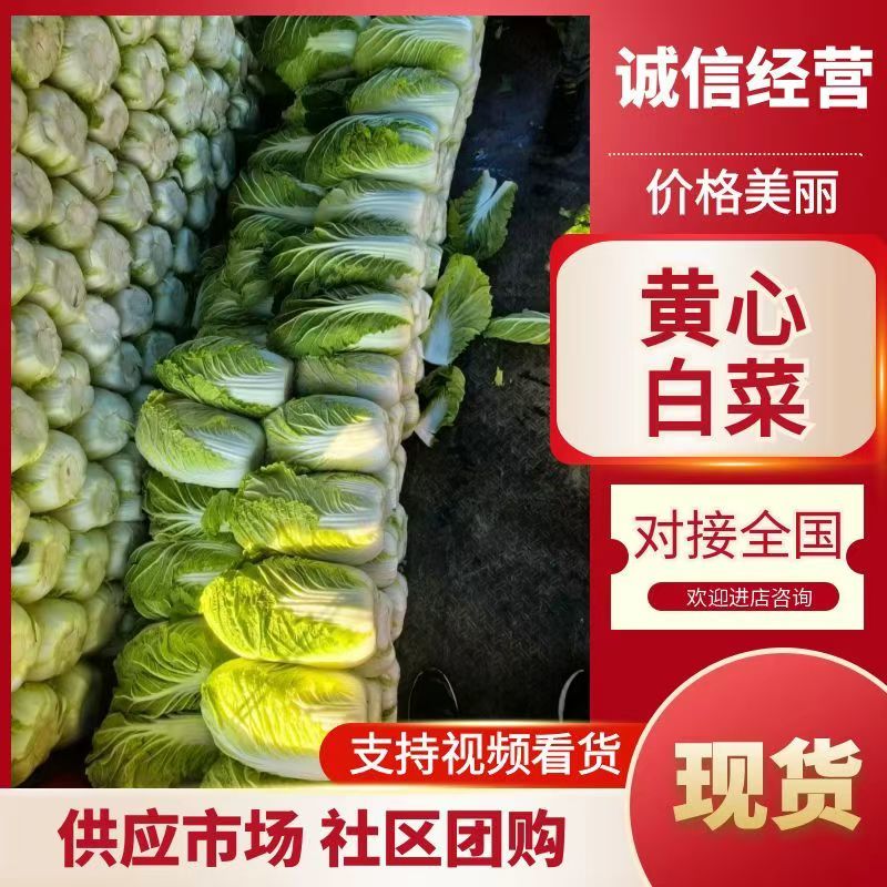 山东临沂郯城精品黄心白菜大量有货供应，质量好，欢迎采购