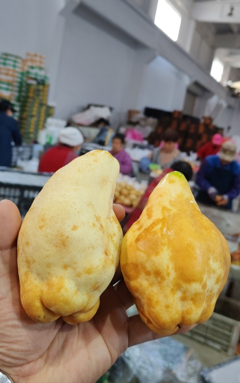 【批量代发】冰激凌蜜香丑梨一件代发非普通中华丑梨源头直发
