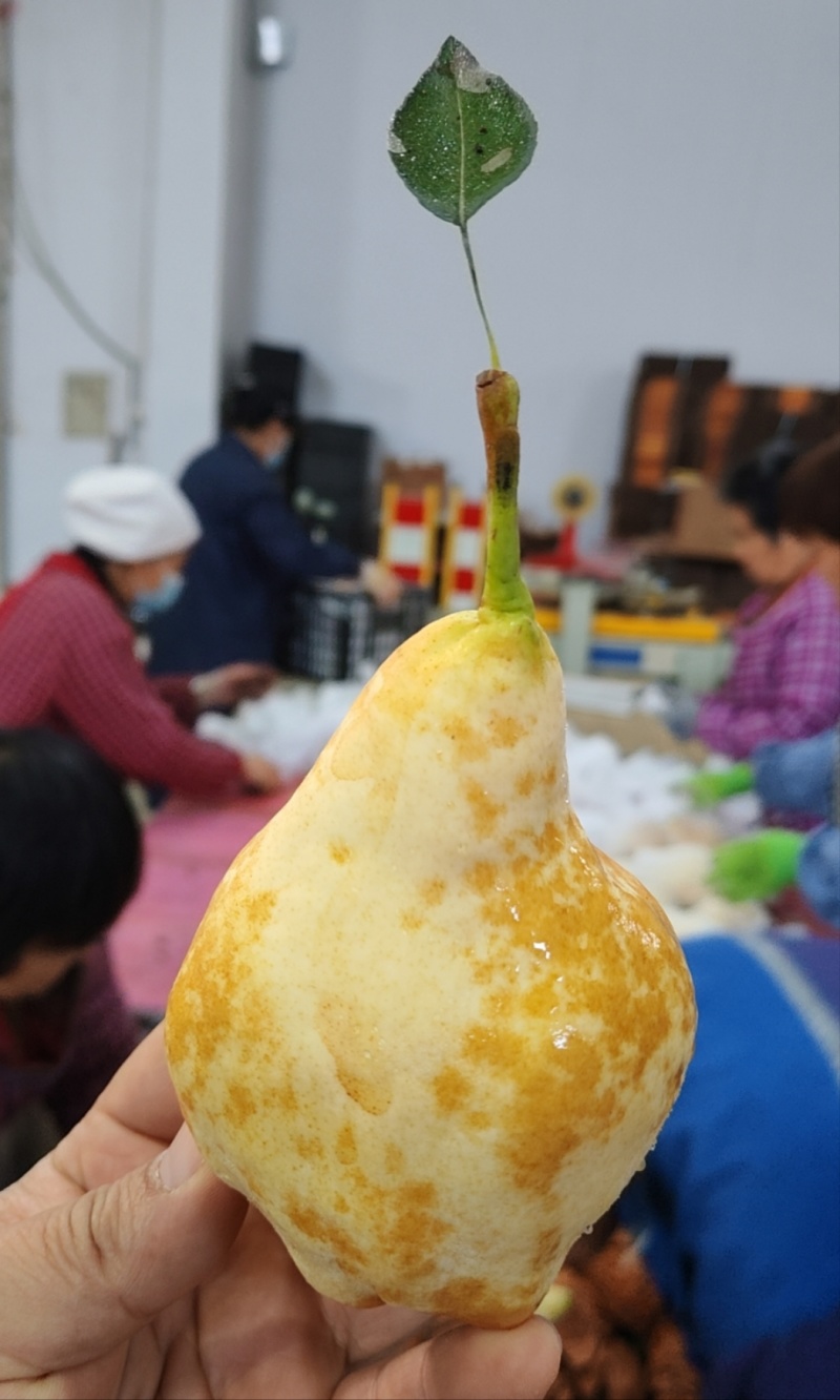 【批量代发】冰激凌蜜香丑梨一件代发非普通中华丑梨源头直发