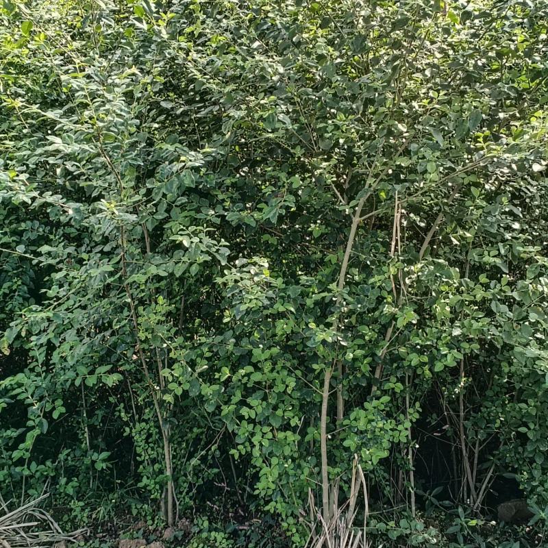 毛叶丁香绿蓠