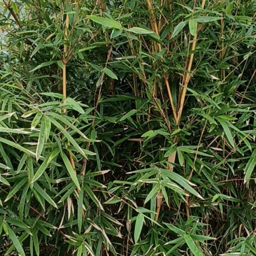 琴丝竹