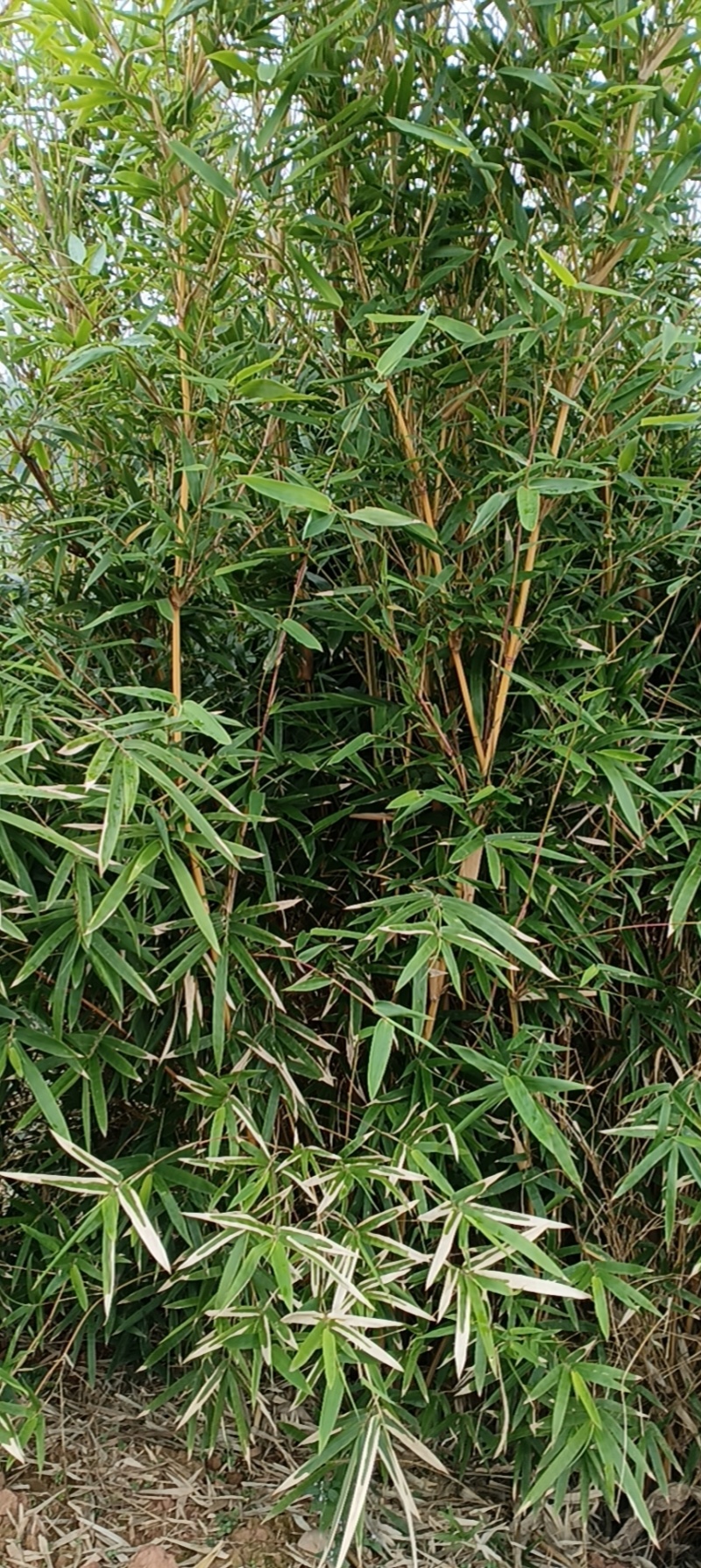琴丝竹