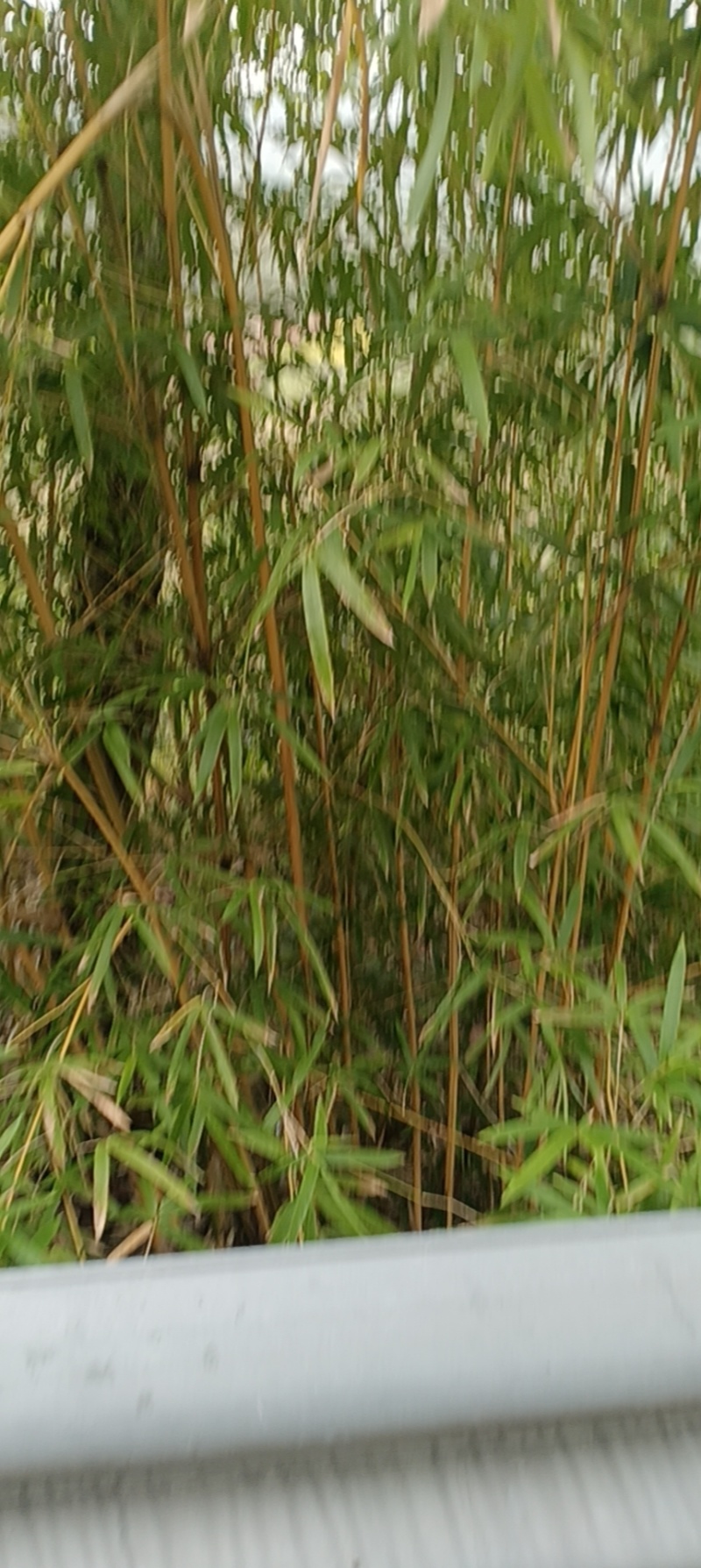 琴丝竹