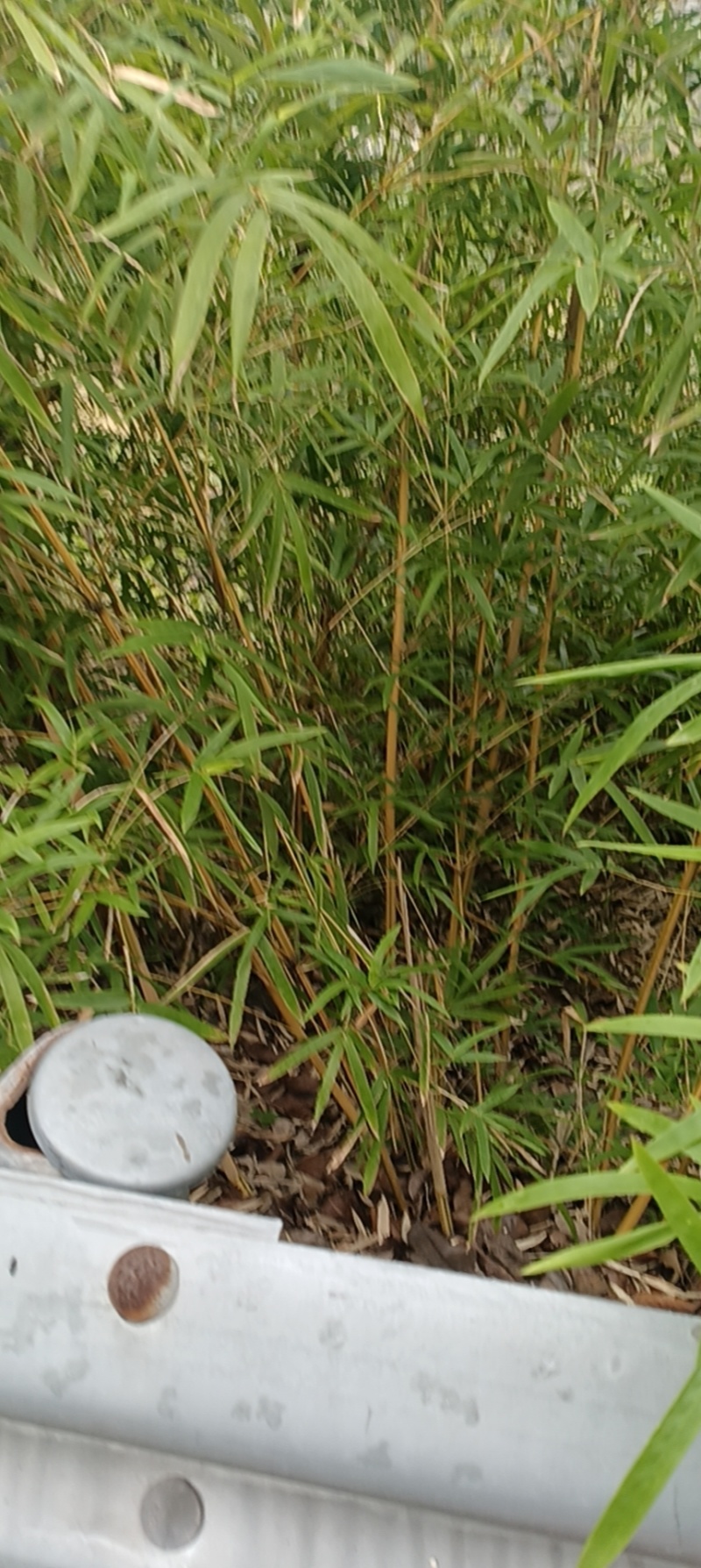 琴丝竹