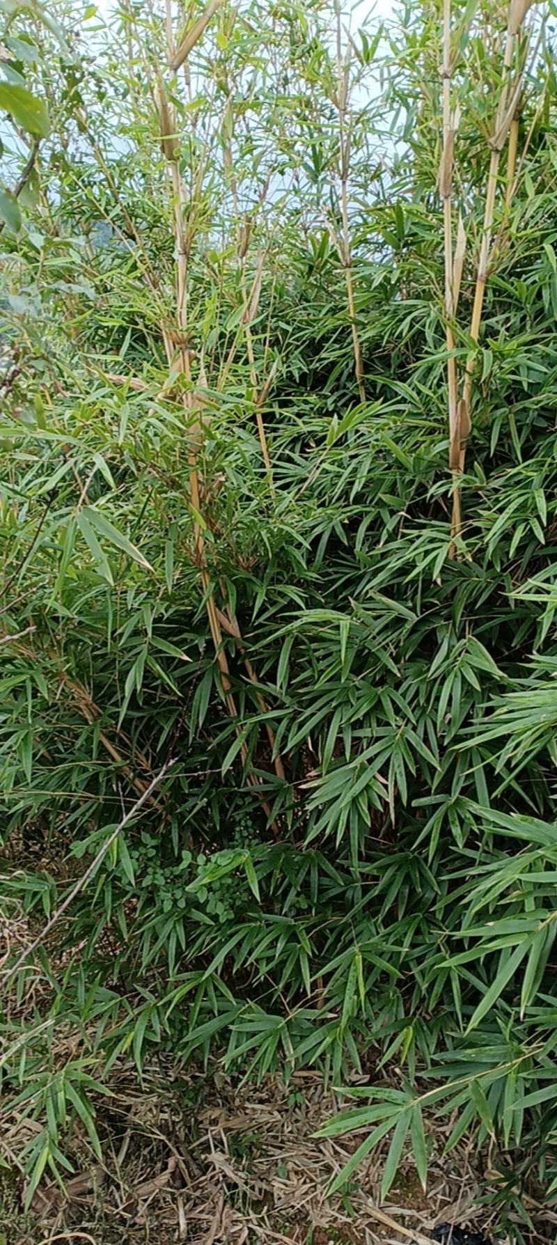 琴丝竹