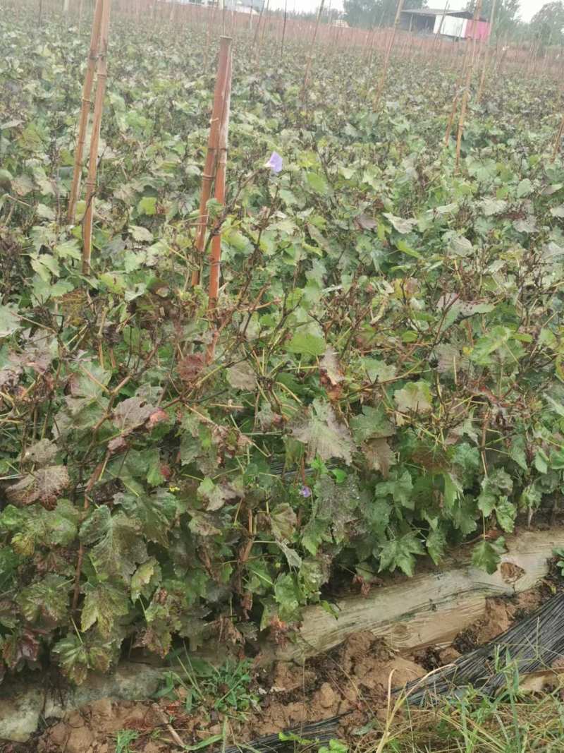 红提葡萄苗，万亩葡萄苗圃基地，品种齐全，代发全国