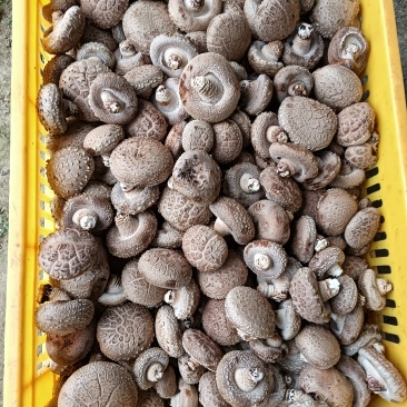 陕西汉中宁强县鲜香菇大量供应中品质保证一手货源诚信
