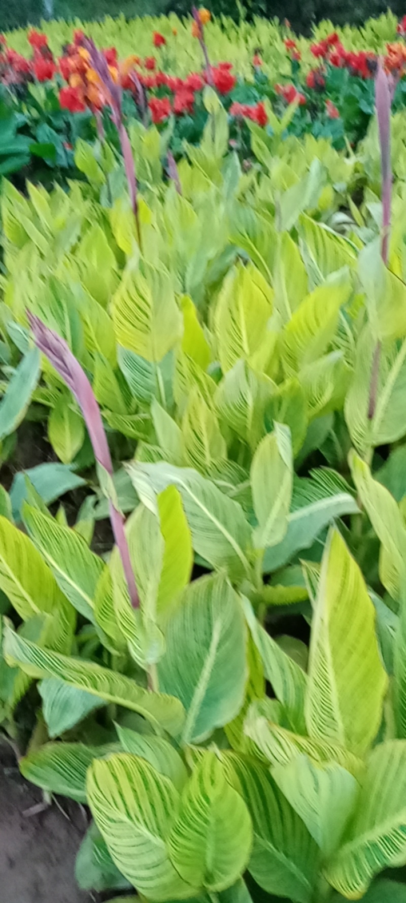 花叶美人蕉