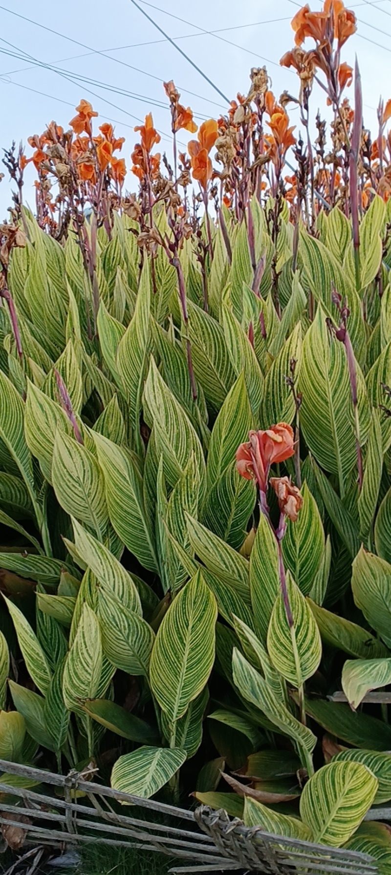 花叶美人蕉
