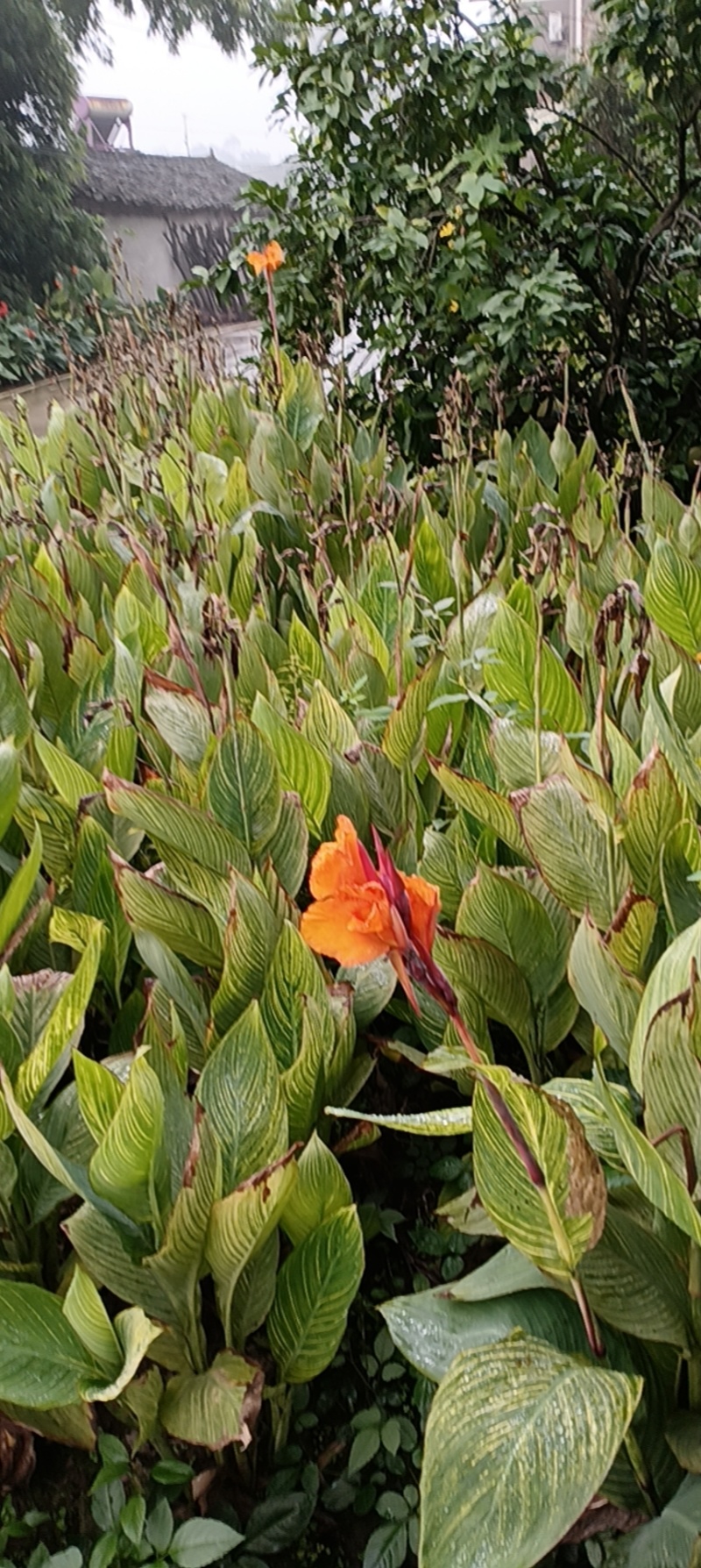 花叶美人蕉