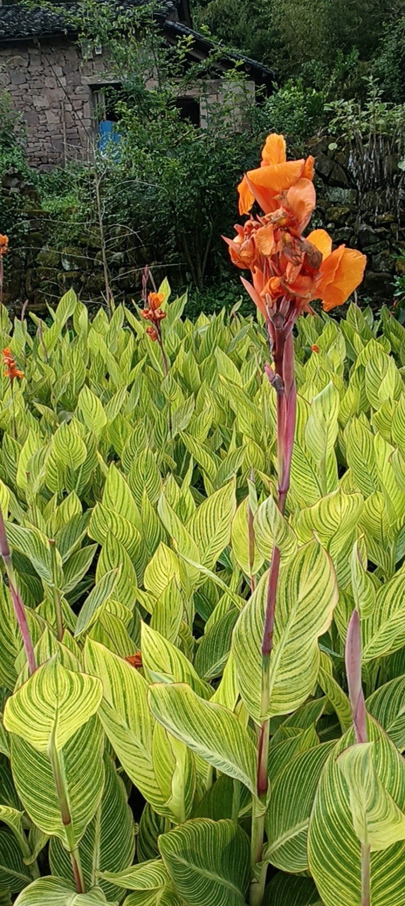 花叶美人蕉