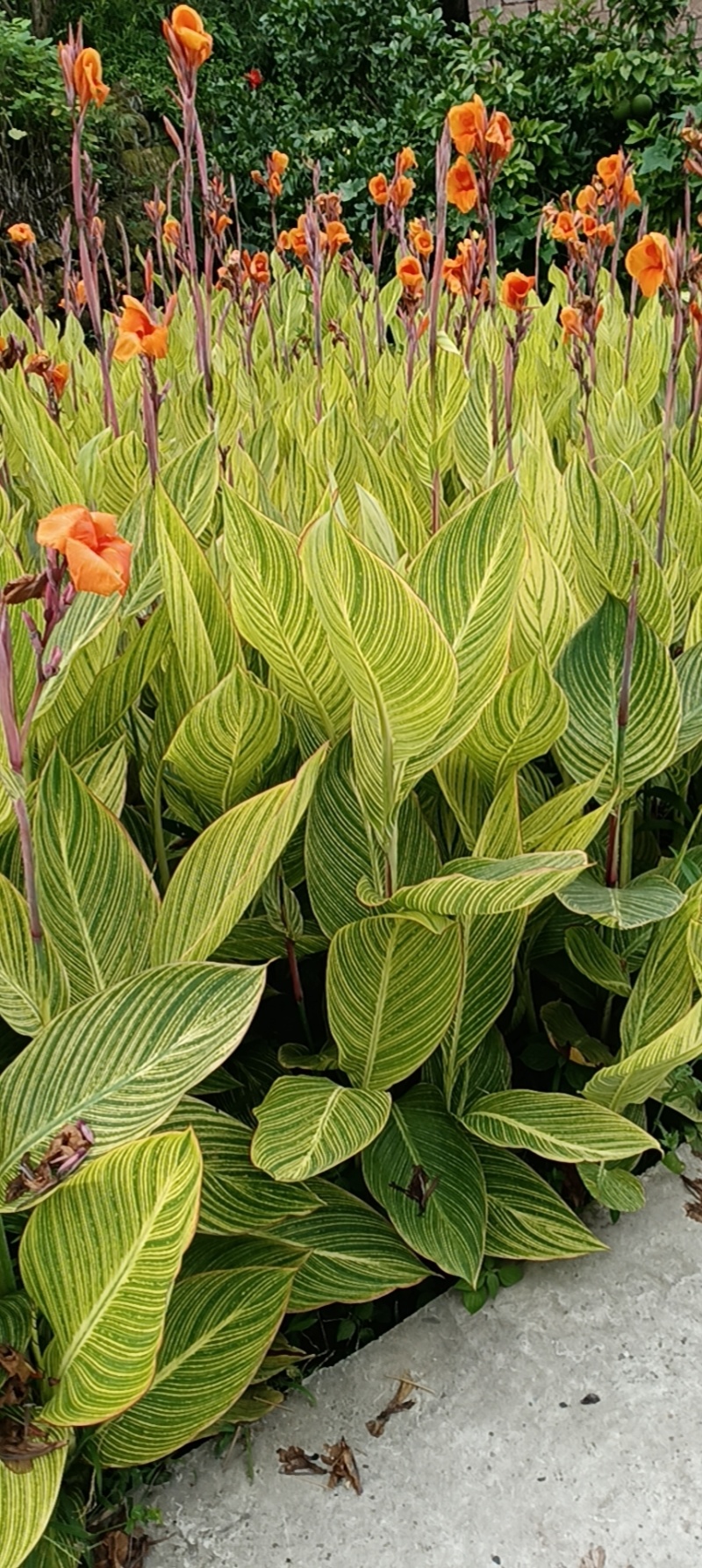 花叶美人蕉