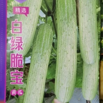 黄瓜种子白绿脆宝强雌极早熟绿白条顺直匀称连续釆摘