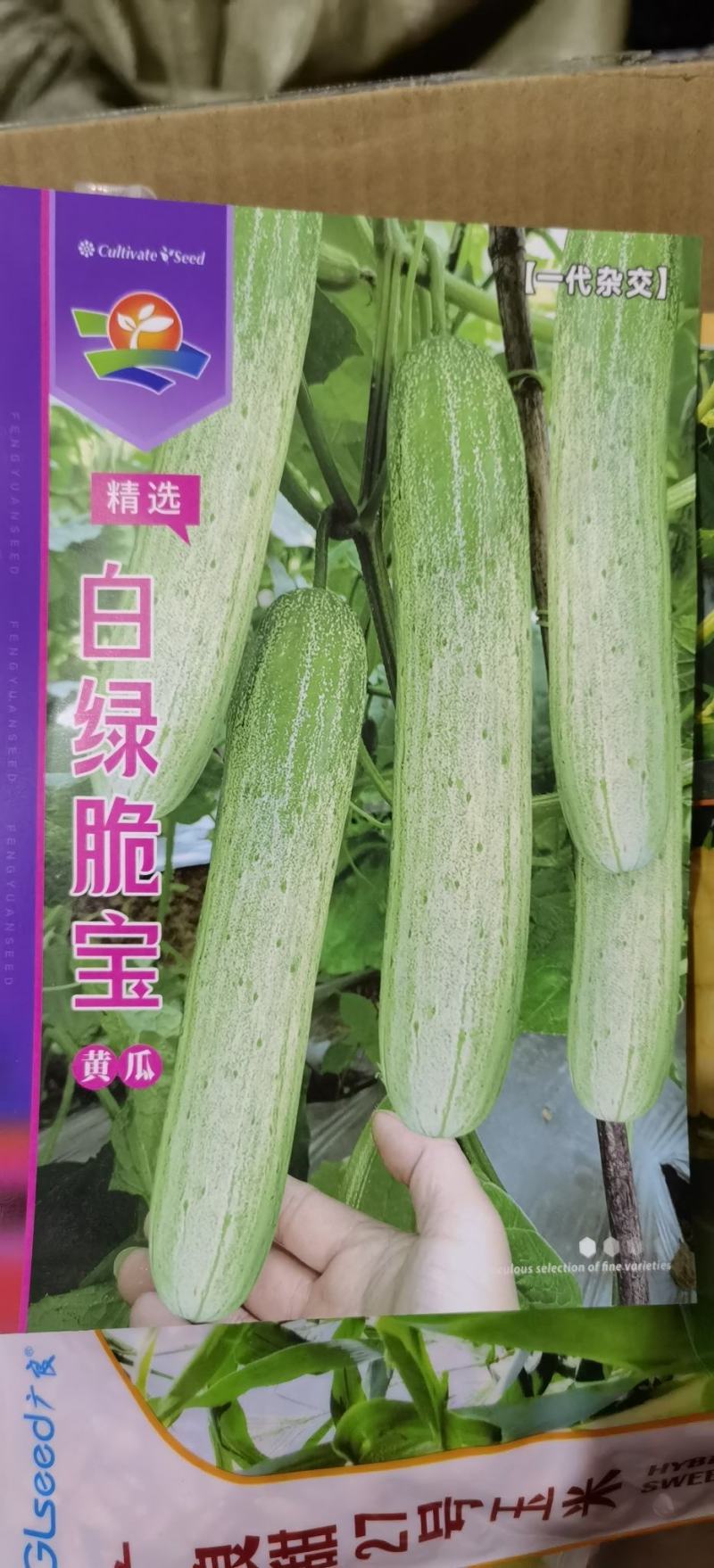黄瓜种子白绿脆宝强雌极早熟绿白条顺直匀称连续釆摘