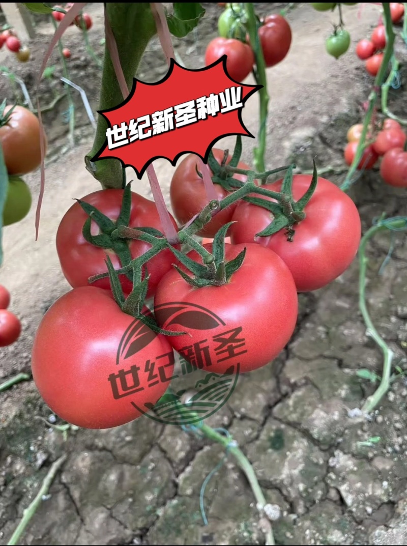 嫁接大粉硬粉种苗西红柿苗大红种苗抗死棵抗TY现