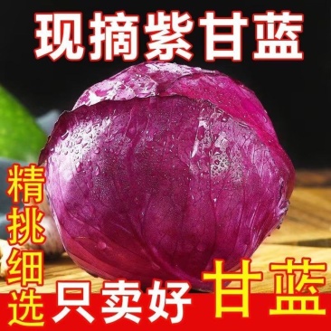 新鲜紫甘蓝紫色包菜卷心菜沙拉即食蔬菜整箱包邮紫甘蓝蔬菜