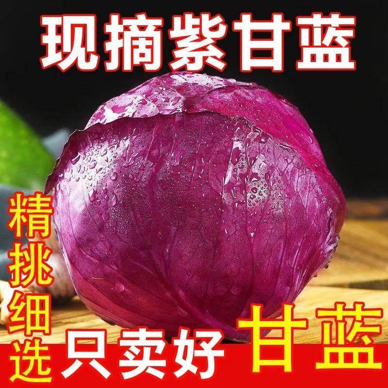 新鲜紫甘蓝紫色包菜卷心菜沙拉即食蔬菜整箱包邮紫甘蓝蔬菜